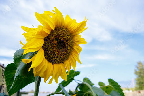 Fototapeta Naklejka Na Ścianę i Meble -  big yellow sunflower against the background of a summer blue sky on a farm