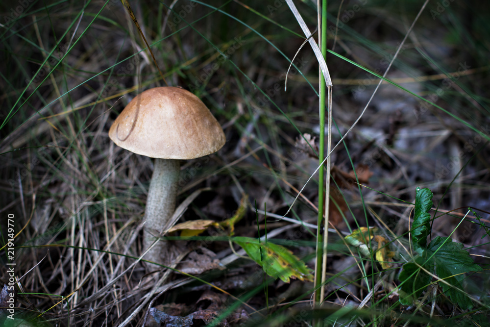 Wild mushroom. Picking mushrooms. Autumn forest. Wild mushroom. Picking mushrooms. Autumn forest.