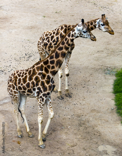 Photography giraffes on sandy soil