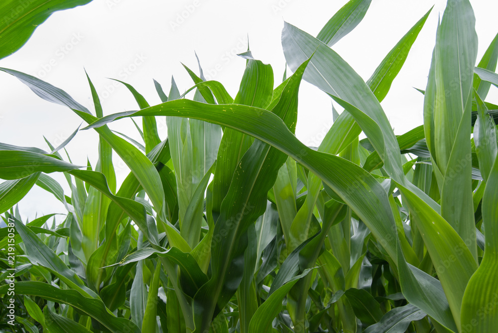 Fototapeta premium Field of cobs of green corn