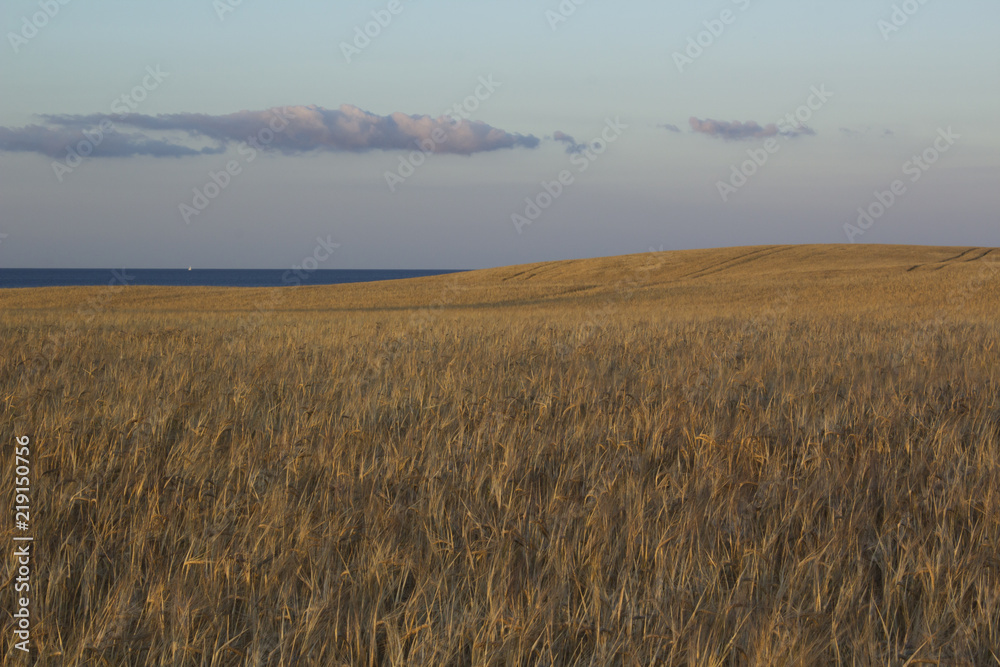 A field for agriculture in the island of Jylland, Denmark, at dusk with the sea and sky in the distance. A field for agriculture in the island of Jylland, Denmark, at dusk with the sea and sky in the distance.