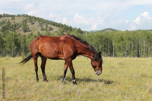 Russian Federation. The Republic Of Khakassia. The horse in the steppe.
