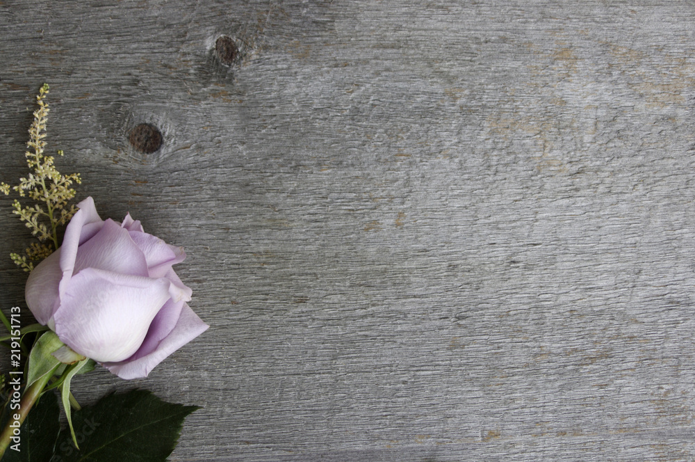 Pale purple rose on rustic wood background with copy space Pale purple rose on rustic wood background with copy space