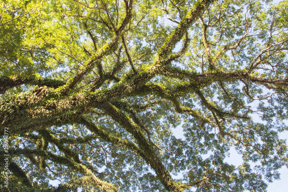 Fototapeta premium Big tree