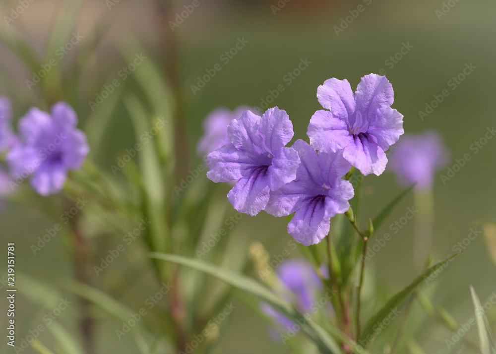 Trio of Purple Mexican Petunia Blooms