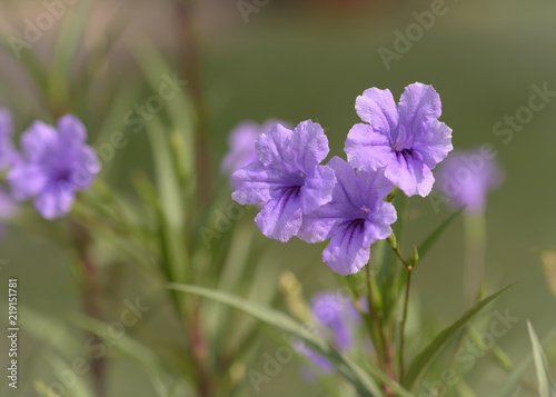 Trio of Purple Mexican Petunia Blooms