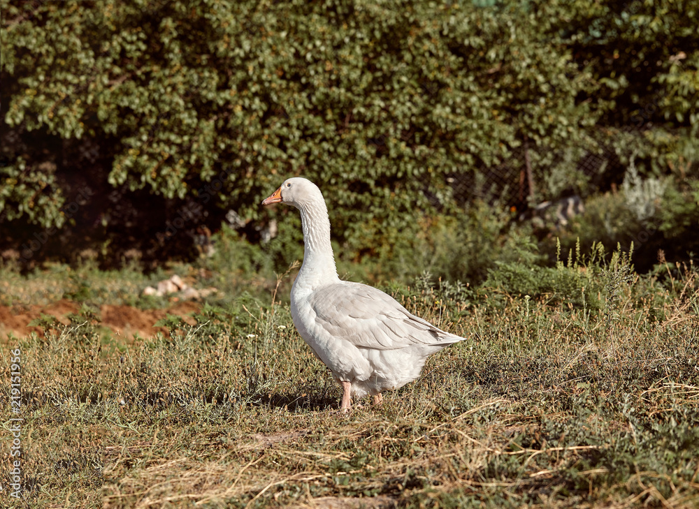 Domestic geese on a walk through the meadow. White domestic Geese are walking. Domestic geese on a walk through the meadow. White domestic Geese are walking.
