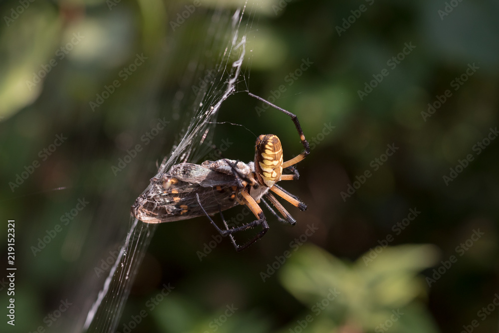Garden Spider Wrapping Butterfly Prey in Web Garden Spider Wrapping Butterfly Prey in Web