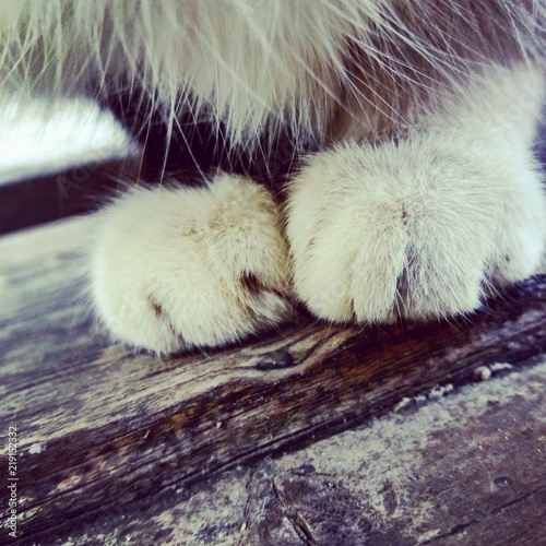 cat paws