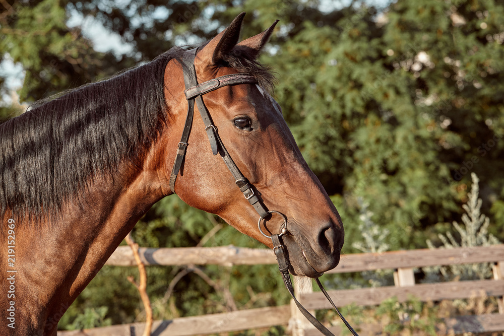 Obraz premium Beautiful brown horse, close-up of muzzle, cute look, mane, background of running field, corral, trees