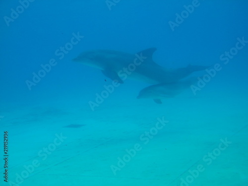 dauphins © sonia