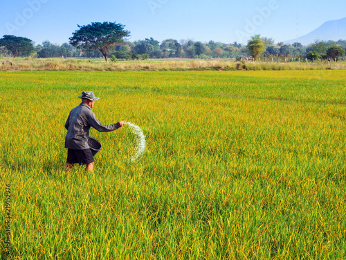 Farmer giving chemical fertilizer in rice field photo