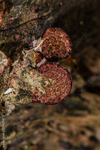 The mushroom grows on stumps, mushrooms shaped brown mushrooms.