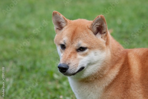 Cute red shiba inu is standing on a green meadow. Pet animals. © tikhomirovsergey
