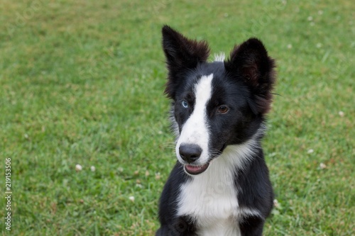 Cute yakutian laika puppy is sitting on a green meadow. Pet animals.