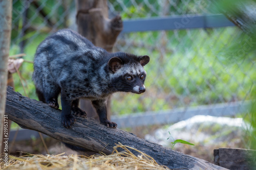 A civet cat in coffee garden
