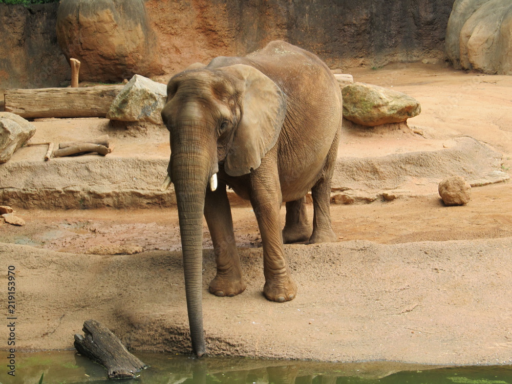 Fototapeta premium Elephant at Zoo Atlanta 