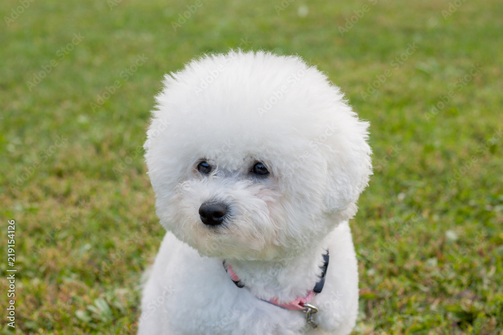 Cute bichon frise is sitting on a spring meadow. Close up. Purebred dog.