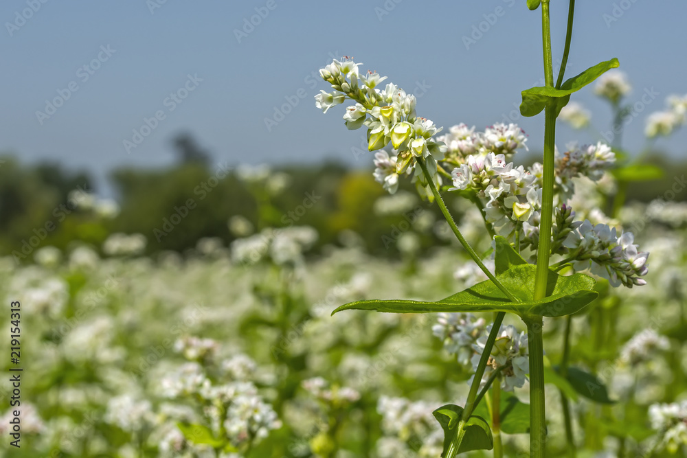field of flowering buckwheat against the sky with clouds field of flowering buckwheat against the sky with clouds