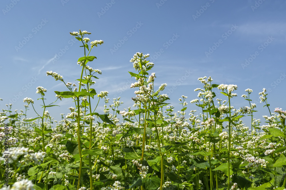 field of flowering buckwheat against the sky with clouds field of flowering buckwheat against the sky with clouds