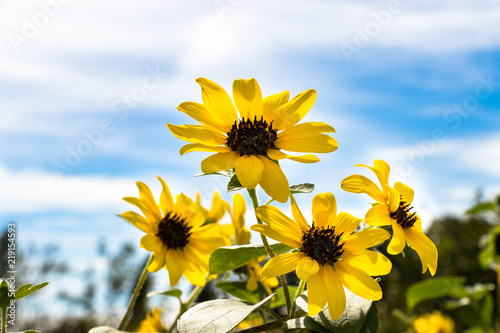 Sunflower of Andersen Park in Funabashi City  Chiba Prefecture  Japan