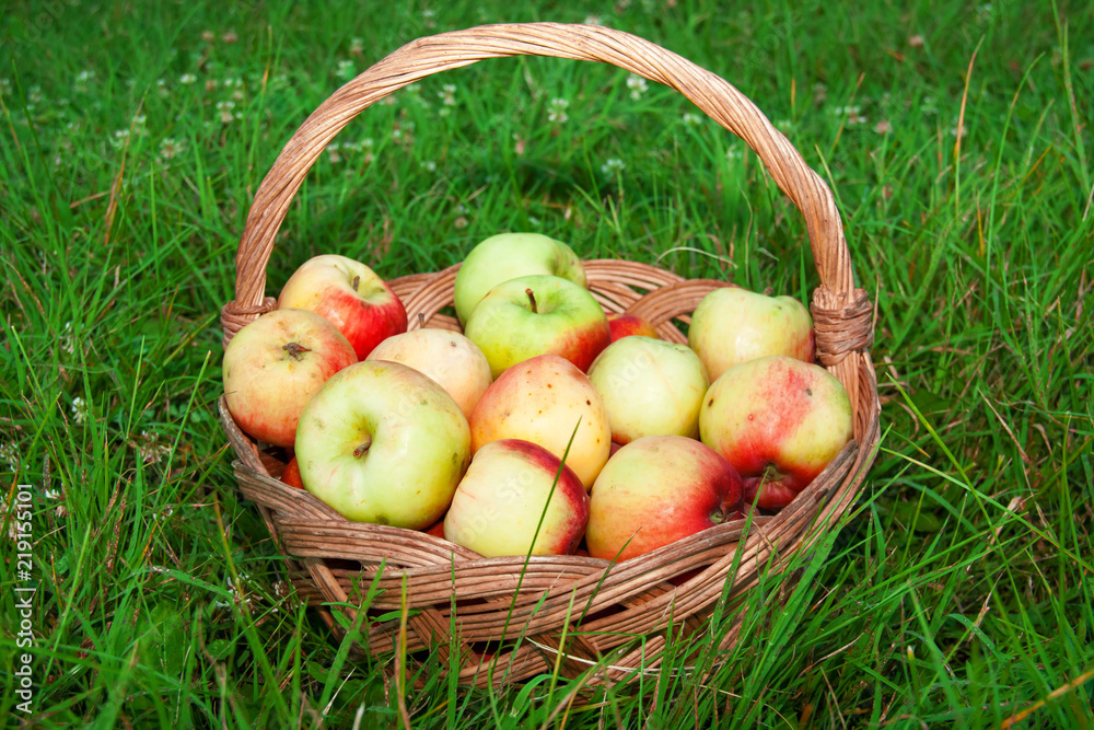 Healthy organic apples in wooden basket in summer grass. Many fresh apples in nature. Wicker basket full of apples in orchard. Healthy organic apples in wooden basket in summer grass. Many fresh apples in nature. Wicker basket full of apples in orchard.