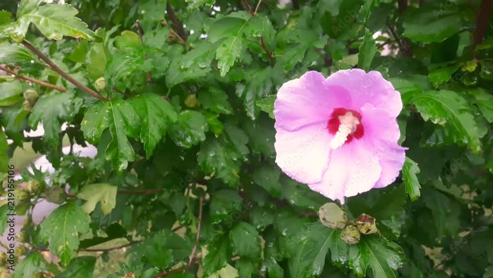 Pink Flower covered in water droplets blowing in the wind. Pink Flower covered in water droplets blowing in the wind.
