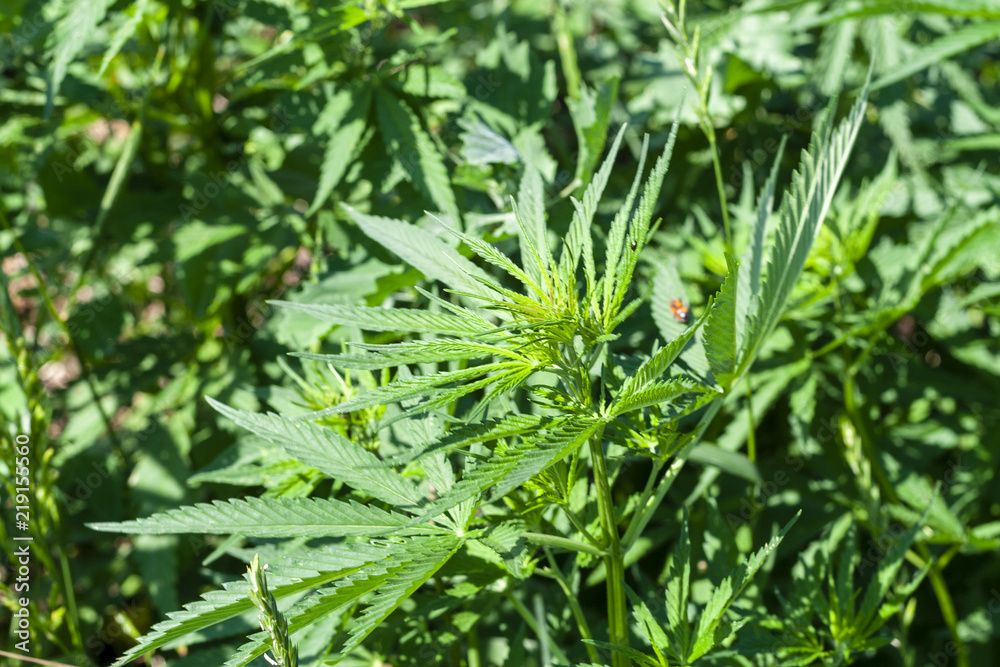 Hemp bushes, cannabis