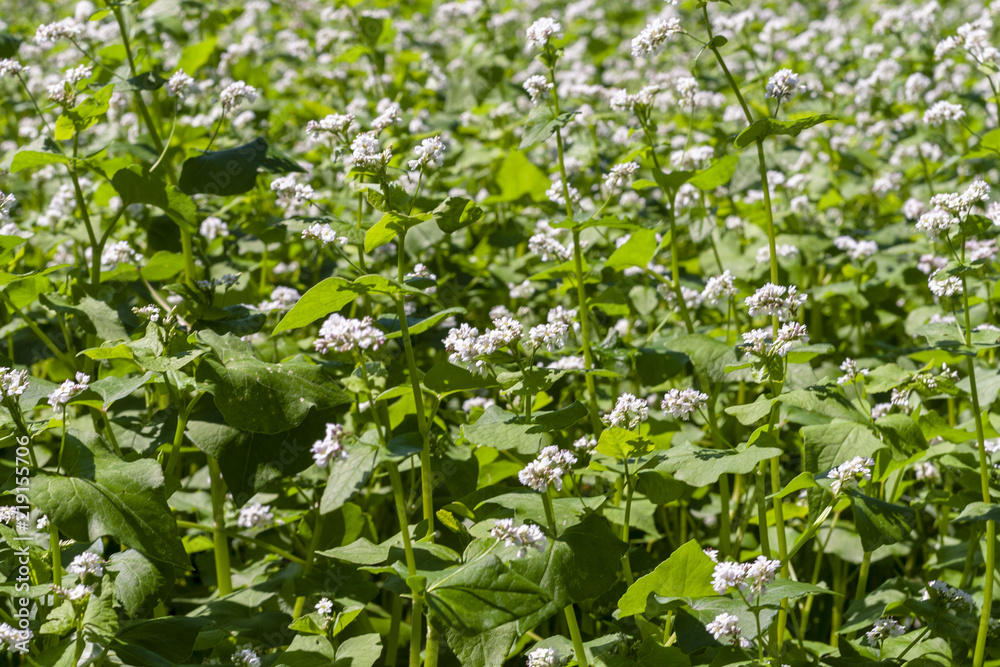 Blossoming buckwheat field on a sunny day Blossoming buckwheat field on a sunny day