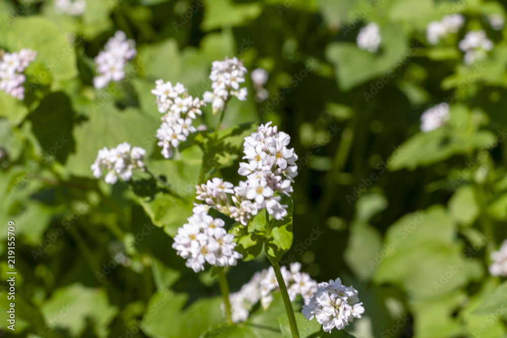 Blossoming buckwheat close-up