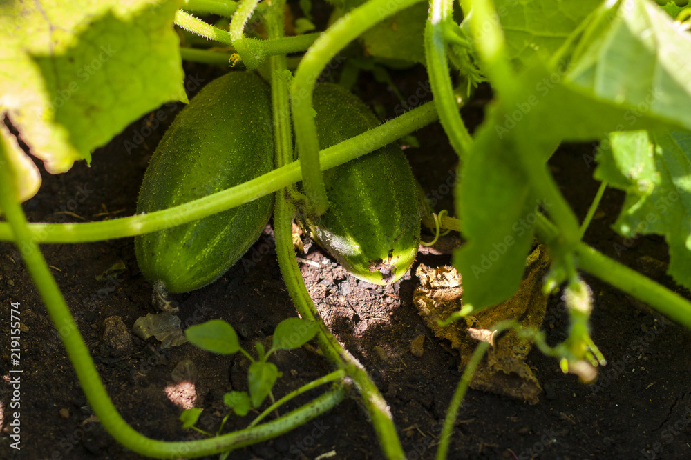 Fototapeta premium Fresh cucumber on the ground