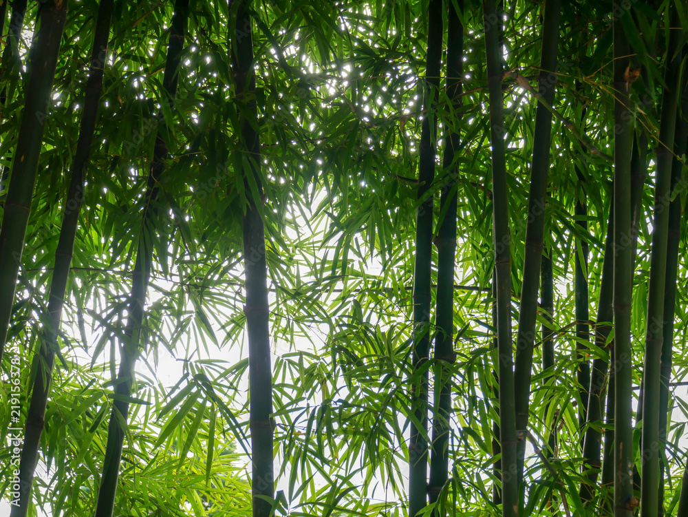 background texture green bamboo tree background texture green bamboo tree