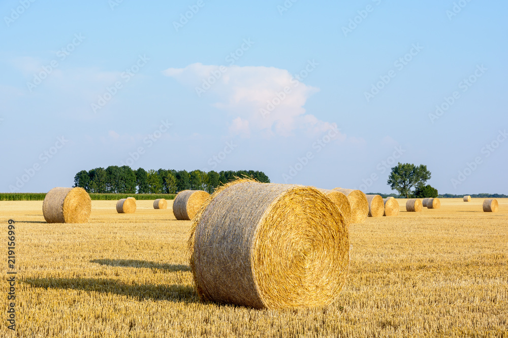 Fototapeta premium Round bales of straw scattered at sunset in a field of wheat recently harvested in the french countryside.