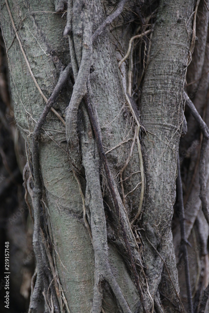 Old Tree bark, 