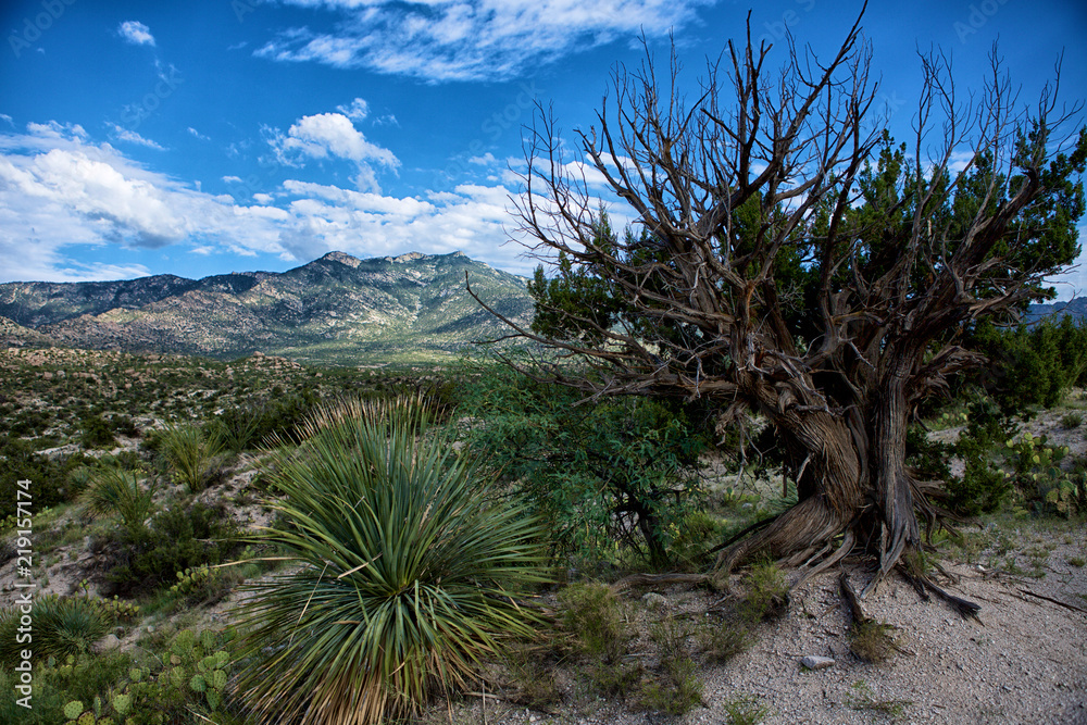 Catalina Mountains