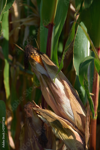 sun shines on ripe corncobs, corn cobs in the field in early autumn © Martina Simonazzi