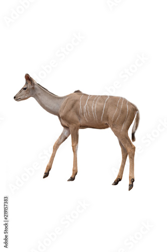 Nyala deer isolated on white background