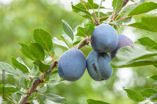 Blue plums grow on a tree with green leaves