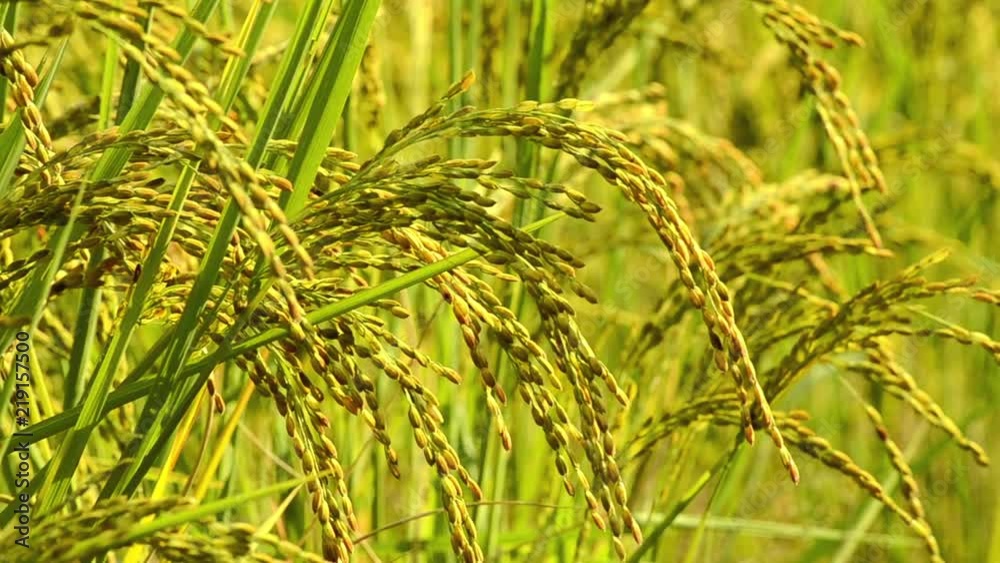 Rice Paddy Plant Close Up Rice Paddy Plant Close Up