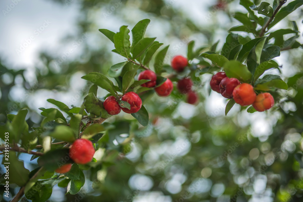 Obraz premium tropical red cherry fruit on tree