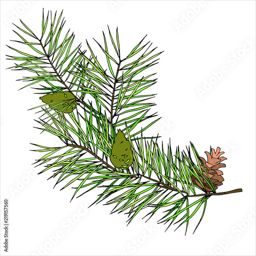 Fir branch with cones for design of works on the theme of the New Year and Christmas