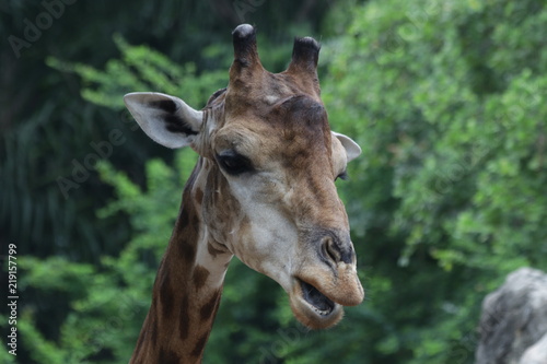 Close Up Giraffe's Face © foreverhappy