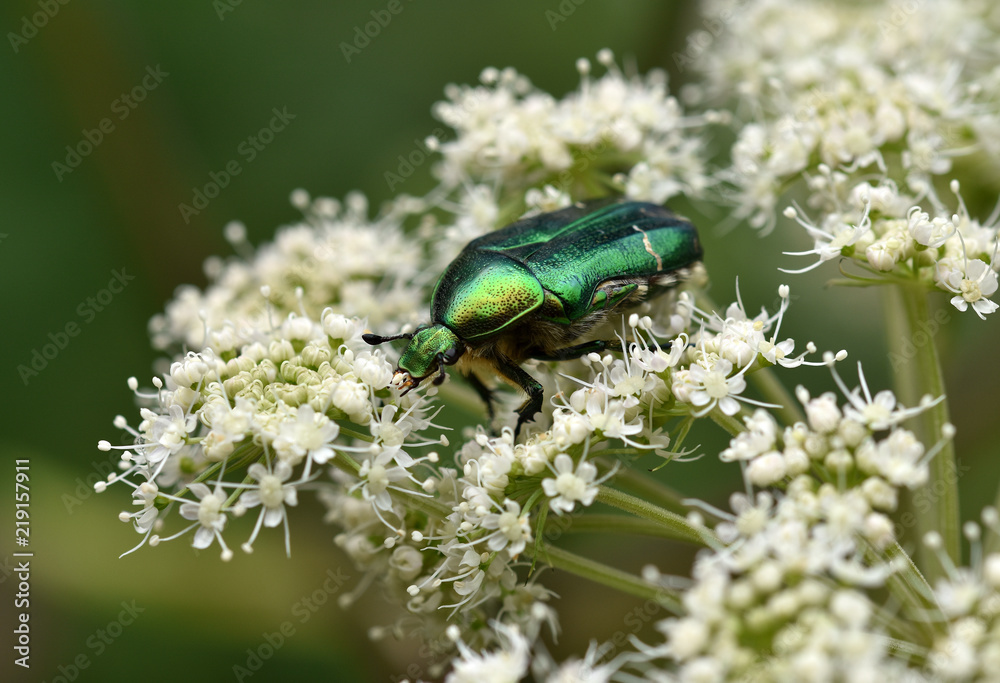 Fototapeta premium Goldglaenzender Rosenkaefer, Cetoniinae, Cetonia aurata,