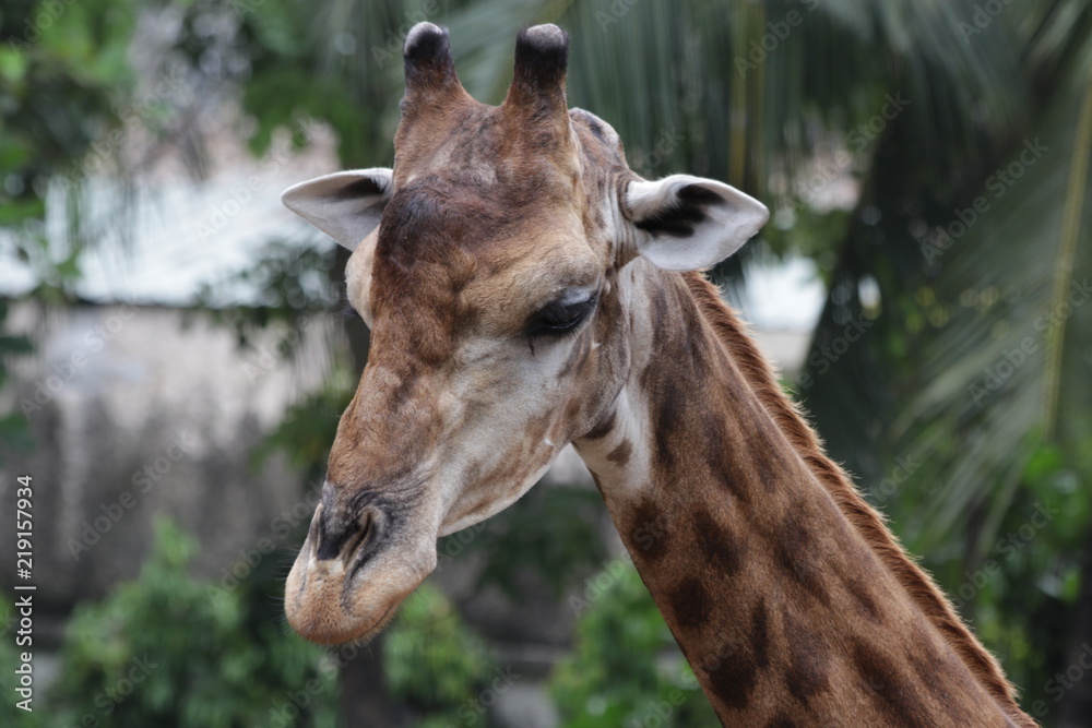 Close-up funny Giraffe's Face