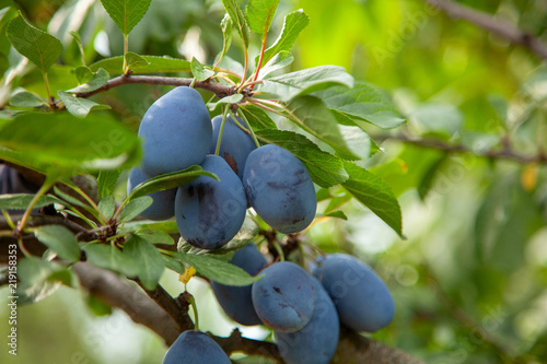 Blue plums grow on a tree with leaves