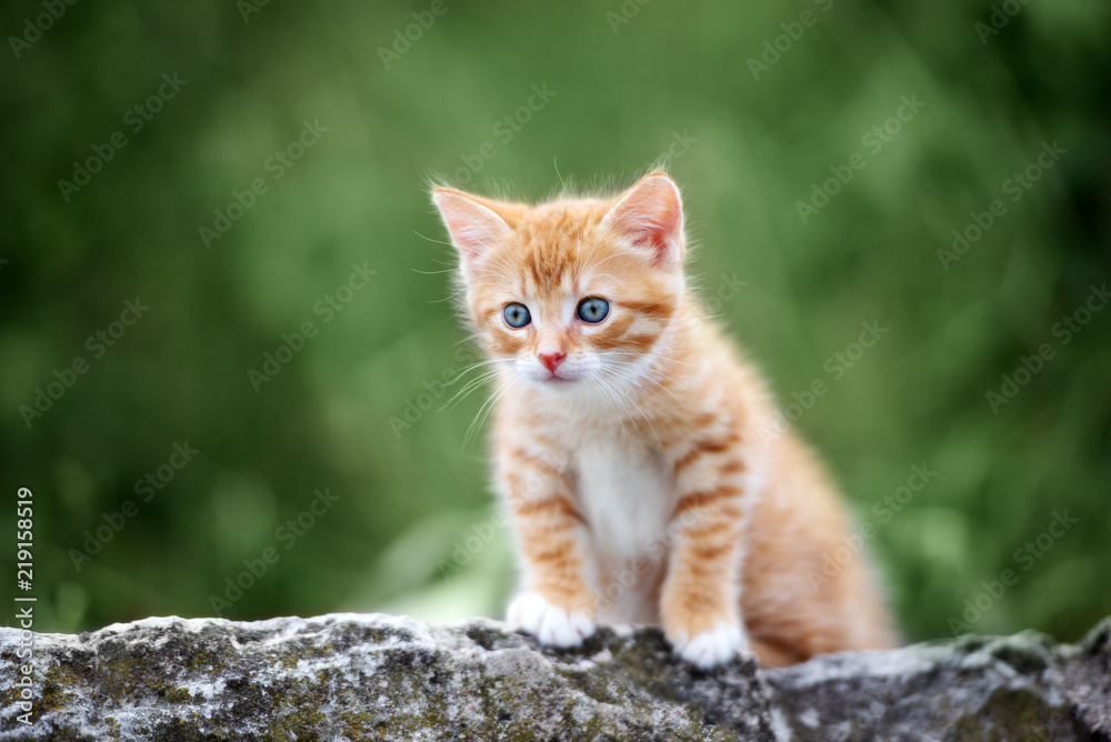 adorable kitten posing outdoors in summer adorable kitten posing outdoors in summer