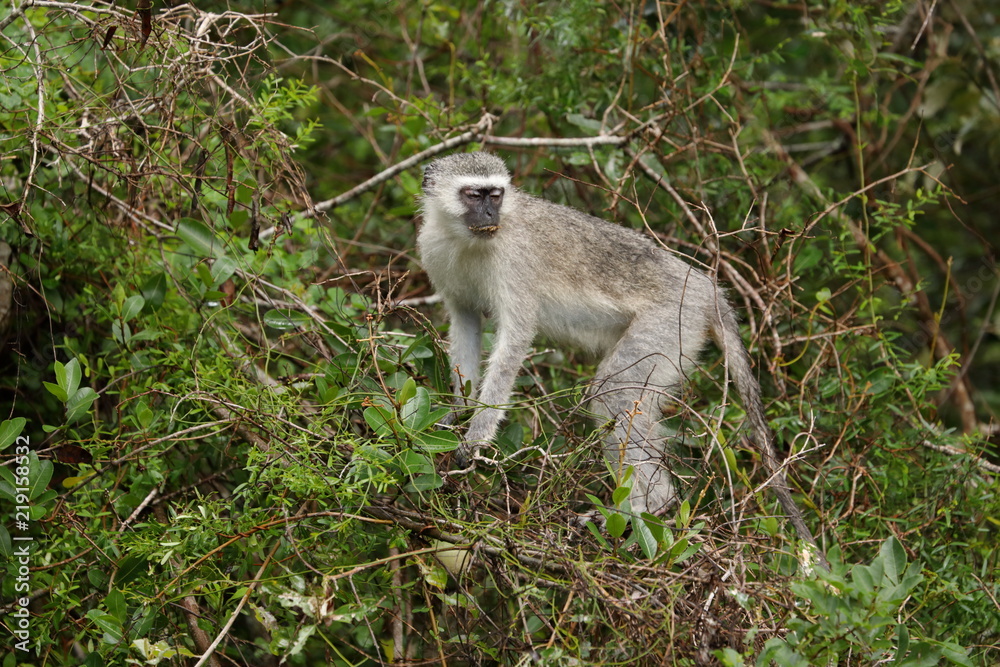 Obraz premium Monkey, Kruger National Park