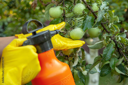 Photos Gardener applying insecticidal fertilizer for fruit apples and protects against