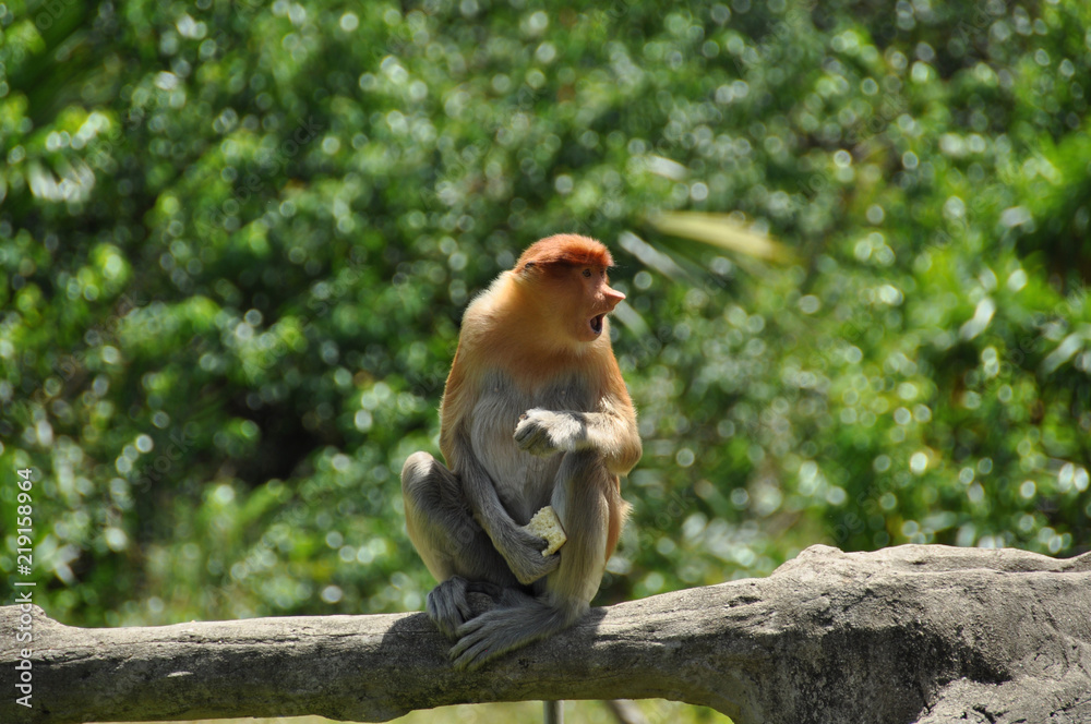 Naklejka premium Proboscis monkeys on Borneo