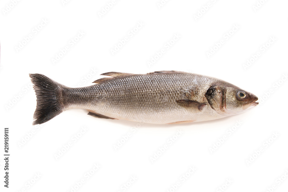 Obraz premium seabass fish isolated on white background